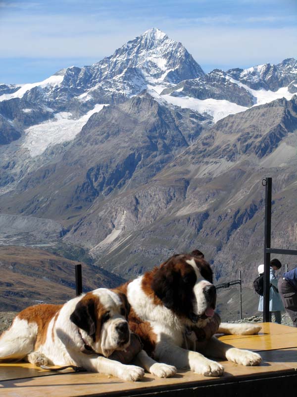 38 Original Zermatter und sBreithorn