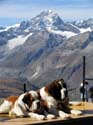 38 Original Zermatter und sBreithorn