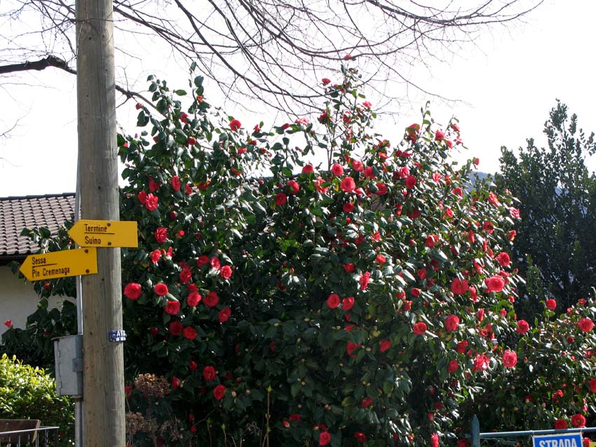 18 der Fruehling ist da