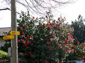 18 der Fruehling ist da
