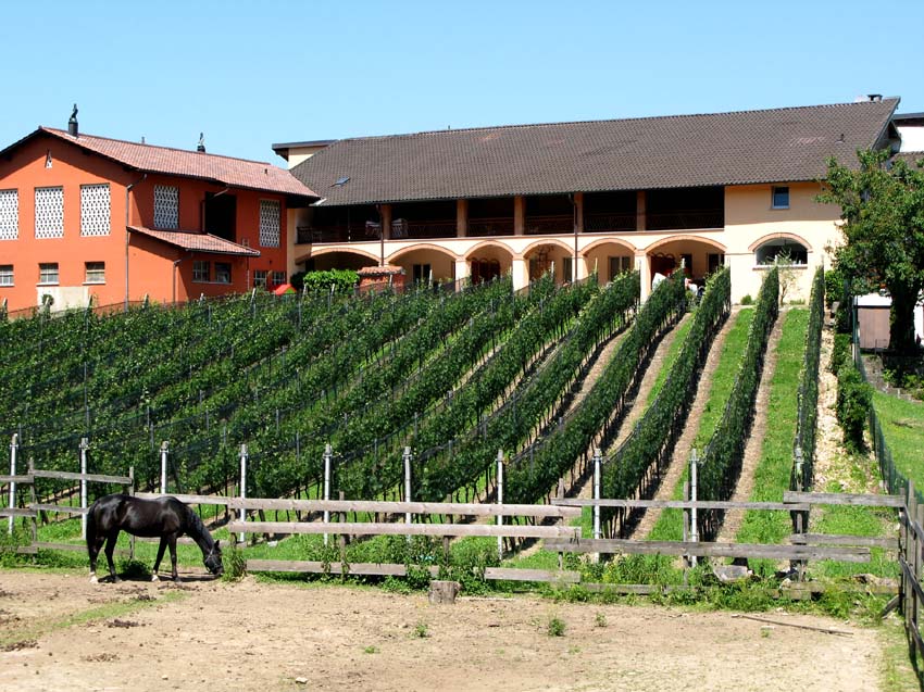 16 Napa Valley im Mendrisiotto