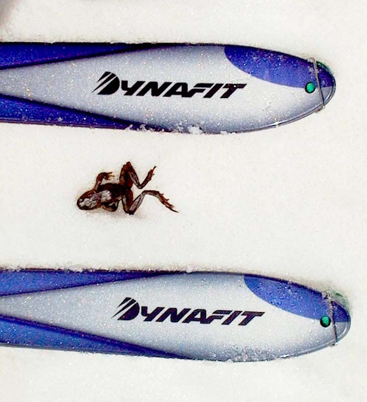 12_Dynafit_und_Flugsaurier