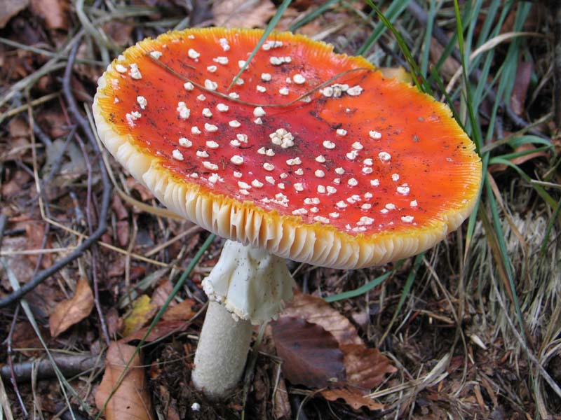 029 Fliegenpilz