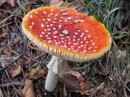 029 Fliegenpilz
