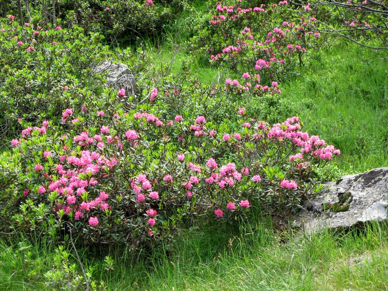 33 Alpenrosen am Tamaro