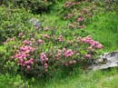 33 Alpenrosen am Tamaro