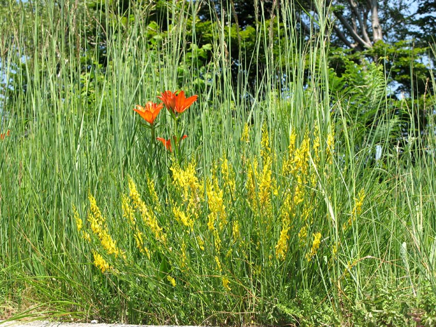 55 Sommerblumen