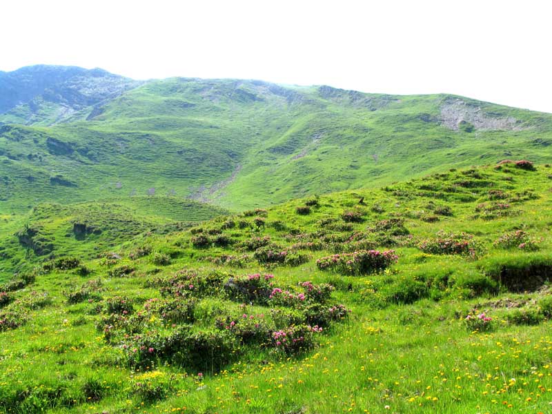 32_Rauflihorn_und_Alpenrosen