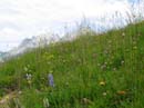 11_Blumenwiese
