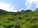 31_Alpenrosen_und_dazwischen_Weissensteiner_Biker