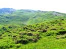 32_Rauflihorn_und_Alpenrosen