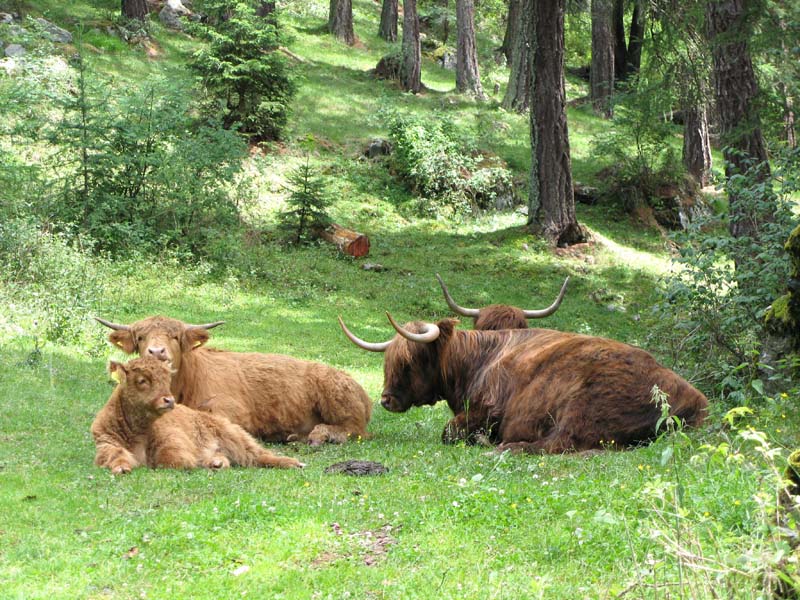 36 echte Oesterreicher