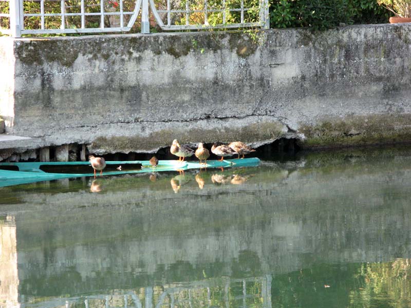 11 in Isle sur la Sorgue