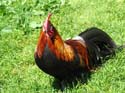 62_stolzer_Gueggel_auf_La_Grand_Vy