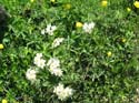 64_Blumenpracht_am_Wegrand