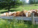 66_tierischer_Durst