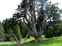67_Uralter_und_riesengrosser_Baum_bei_Plan_de_la_Vaux