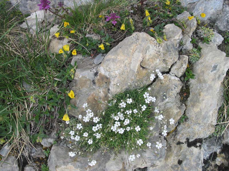 26_Blumen_im_Klettersteig