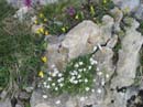 26_Blumen_im_Klettersteig