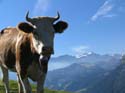 352_eine_stolze_Simmentalerkuh