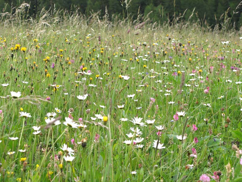 30 Blumenwiese 