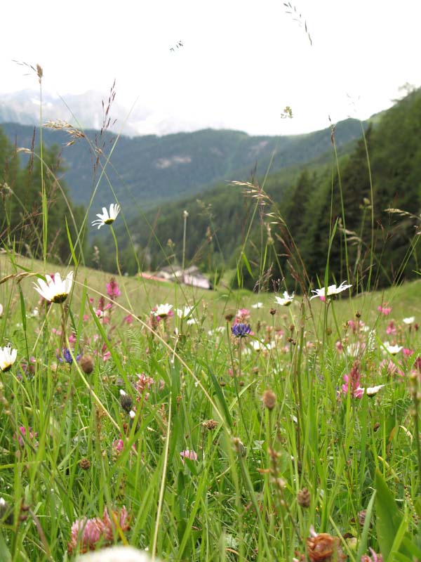 40 Blumenmeer vor Zuort