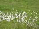 21 unbekannte Blume