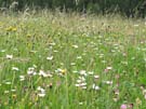 30 Blumenwiese 
