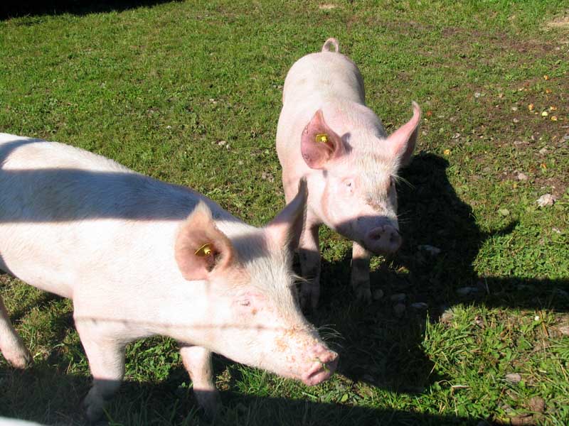 02_glueckliche_Schweine