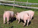 18_viel_Glueck_resp._viel_Schwein