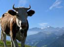21_sMeieli_und_sWildhorn